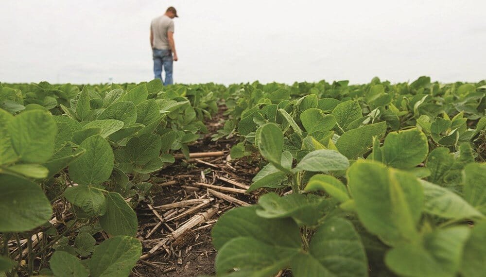 Para reforzar la campaña: biológicos y fertilizantes tradicionales, una dupla que “golea” en los rindes