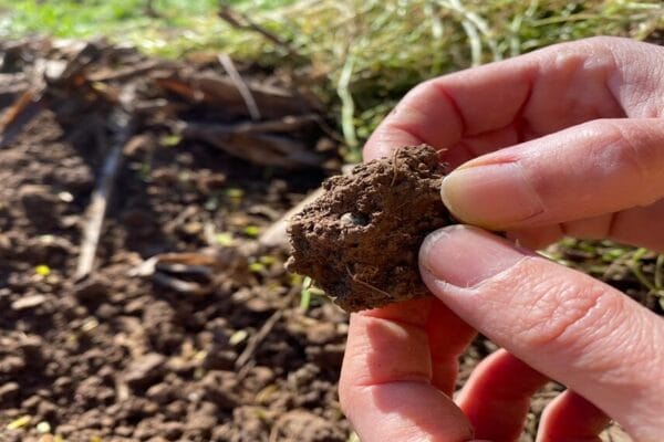 Estiman que la producción de biomasa debería crecer 11% para que los suelos no pierdan más carbono
