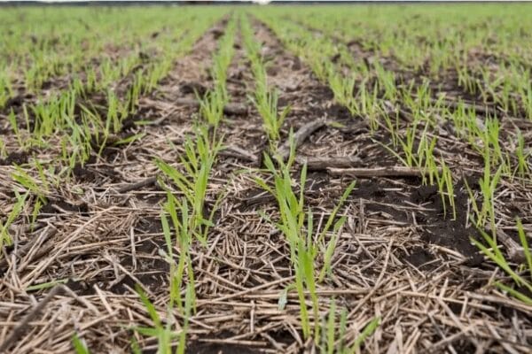 A través de muestreos de suelos, gigantes de los agroalimentos salen a medir su “stock” de carbono