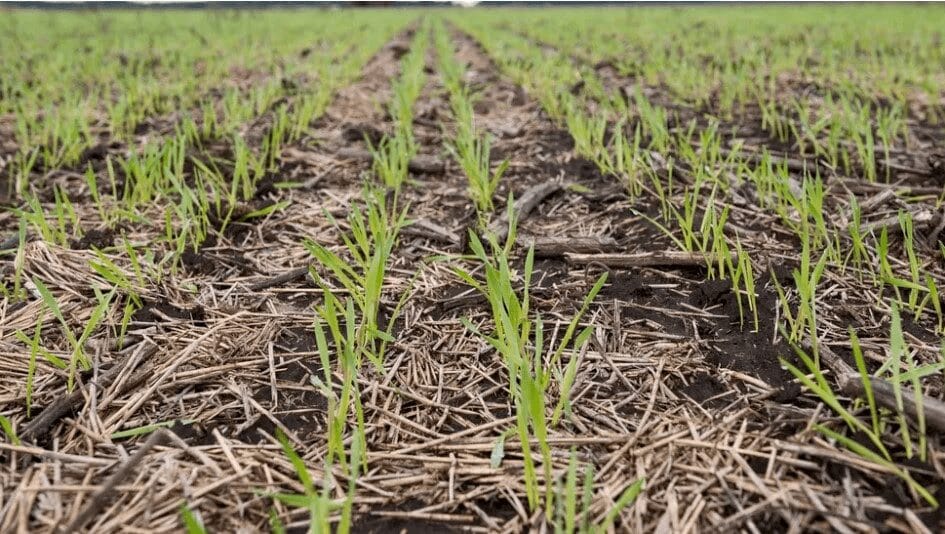 A través de muestreos de suelos, gigantes de los agroalimentos salen a medir su “stock” de carbono