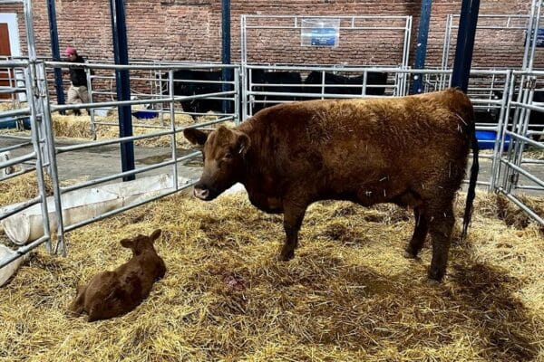 En medio del estancamiento de la hacienda, la genética bovina hace diferencia: subas de hasta 523%