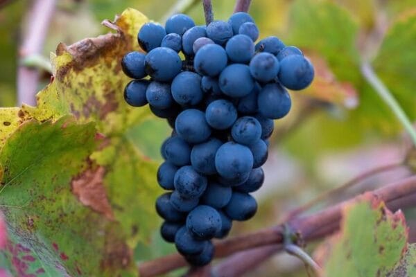 La “revolución verde” de la uva: crece el consumo de vinos orgánicos