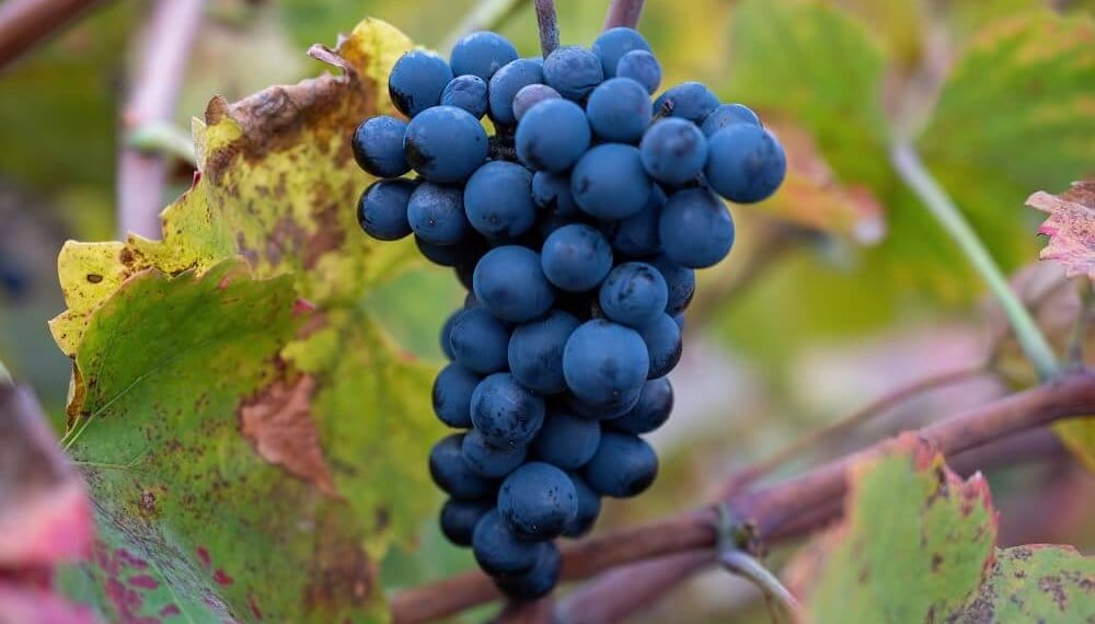 La “revolución verde” de la uva: crece el consumo de vinos orgánicos
