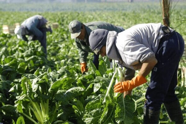 Trabajadores rurales: en diciembre, las prestaciones por desempleo serán de hasta $ 200.000 Trabajadores rurales: en diciembre, las prestaciones por desempleo serán de hasta $ 200.000