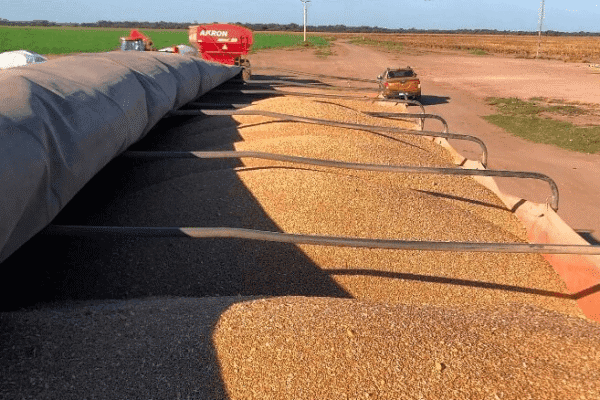 El trigo enciende esperanzas: la cosecha comenzó con el mayor movimiento de camiones en 7 años