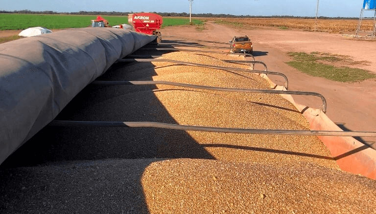 El trigo enciende esperanzas: la cosecha comenzó con el mayor movimiento de camiones en 7 años