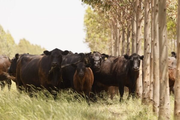 La Sociedad Rural advirtió por el retraso en los precios de la hacienda: en octubre hubo incluso deflación
