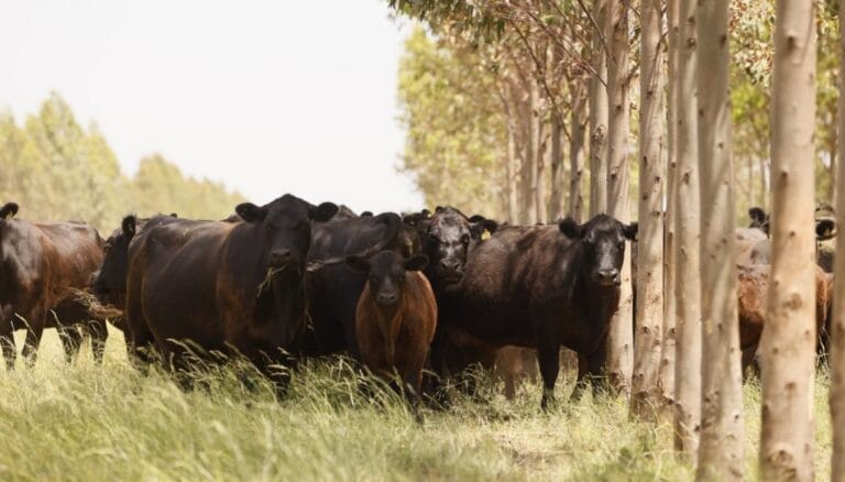 La Sociedad Rural advirtió por el retraso en los precios de la hacienda: en octubre hubo incluso deflación
