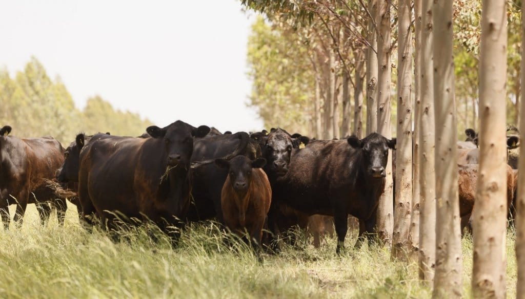 La Sociedad Rural advirtió por el retraso en los precios de la hacienda: en octubre hubo incluso deflación