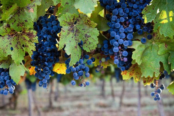 “Antes se hablaba de la vitivinicultura como una economía regional, y claramente ya es nacional”