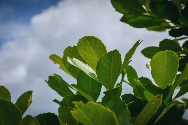 Desde el Cerro Azul, toman color nuevas variedades de yerba mate que apuntan a un 30% más de rinde Desde el Cerro Azul, toman color nuevas variedades de yerba mate que apuntan a un 30% más de rinde