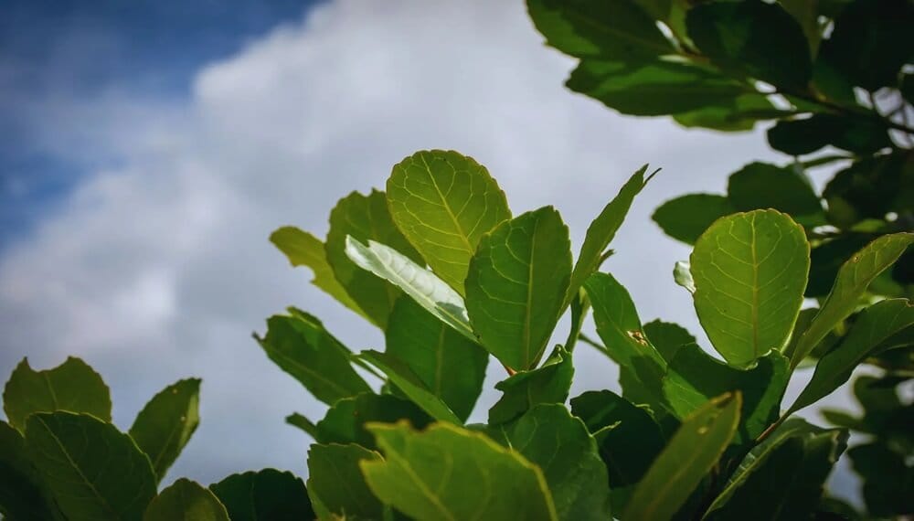 Desde el Cerro Azul, toman color nuevas variedades de yerba mate que apuntan a un 30% más de rinde