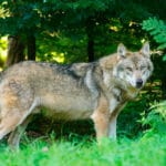 Reclaman a la nueva ministra de Transición Ecológica cambios normativos en línea con los cambios europeos del lobo en el Convenio de Berna