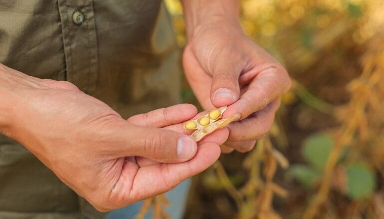 Menor uso de tecnología, el saldo negativo que dejó la última campaña de soja
