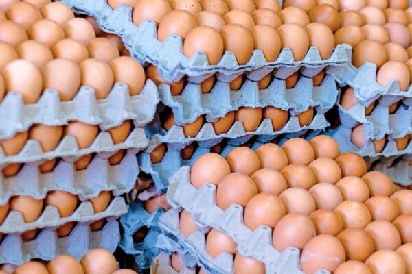 Denuncian un “alarmante crecimiento” en el contrabando de huevos en Argentina Denuncian un “alarmante crecimiento” en el contrabando de huevos en Argentina