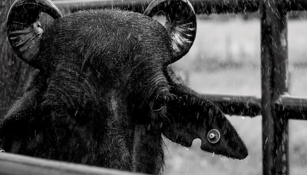 En la Cuenca del Salado, la leche de búfala alimenta un modelo productivo e industrial de calidad