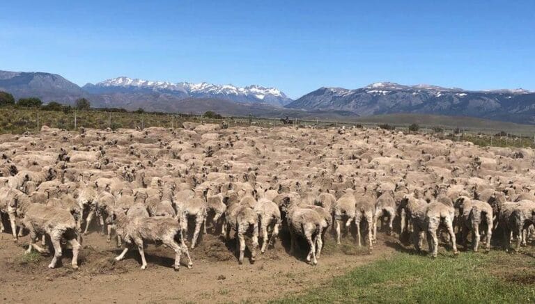 CRA alertó por un “momento crítico” en la Patagonia y le acercó propuestas al Gobierno