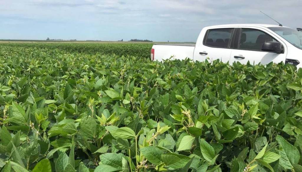 Soja: ante los problemas de calidad en las semillas, un “biotratamiento” fortalece la germinación