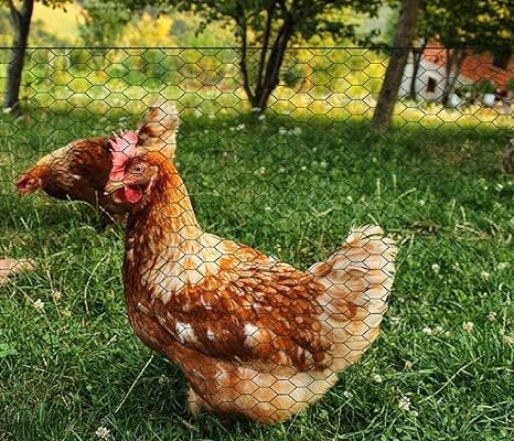 Rollo de malla de alambre y malla de plástico: ¿Cuál es la mejor opción para tus pollos? Rollo de malla de alambre y malla de plástico: ¿Cuál es la mejor opción para tus pollos?