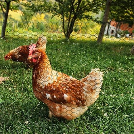 Rollo de malla de alambre y malla de plástico: ¿Cuál es la mejor opción para tus pollos? Rollo de malla de alambre y malla de plástico: ¿Cuál es la mejor opción para tus pollos?