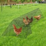 Túnel para gallinas al aire libre: Beneficios, usos y cómo construir uno
