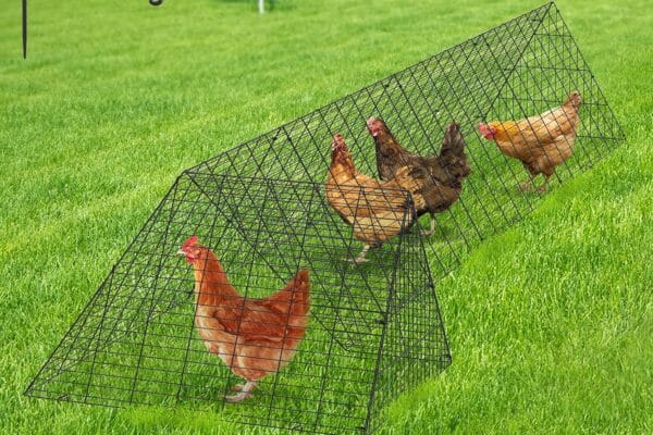 Túnel para gallinas al aire libre: Beneficios, usos y cómo construir uno Túnel para gallinas al aire libre: Beneficios, usos y cómo construir uno