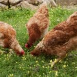 La necesidad de utilizar una jaula para las gallinas: ¿medida necesaria o práctica cuestionable?