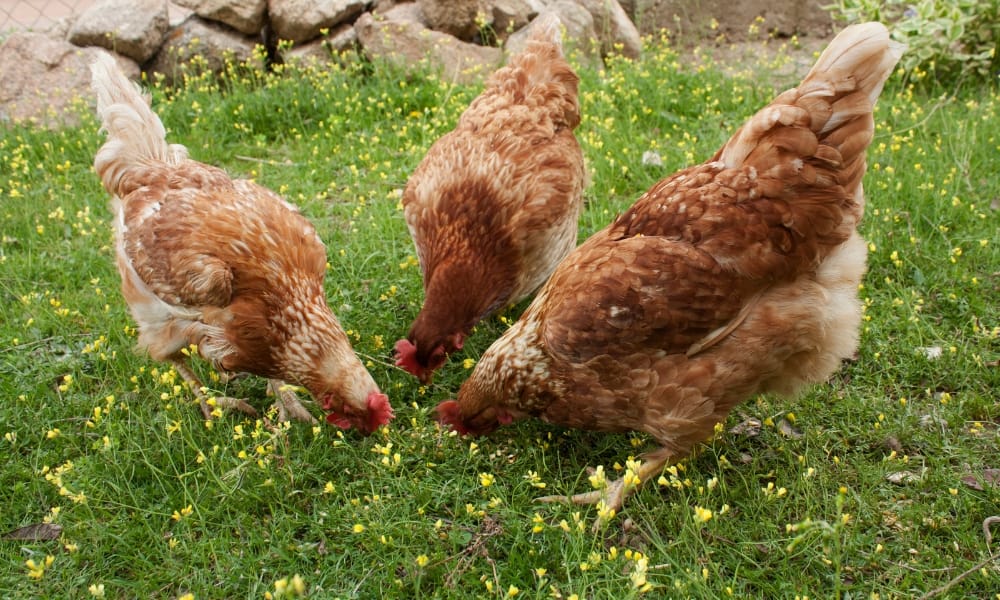 La necesidad de utilizar una jaula para las gallinas: ¿medida necesaria o práctica cuestionable? La necesidad de utilizar una jaula para las gallinas: ¿medida necesaria o práctica cuestionable?