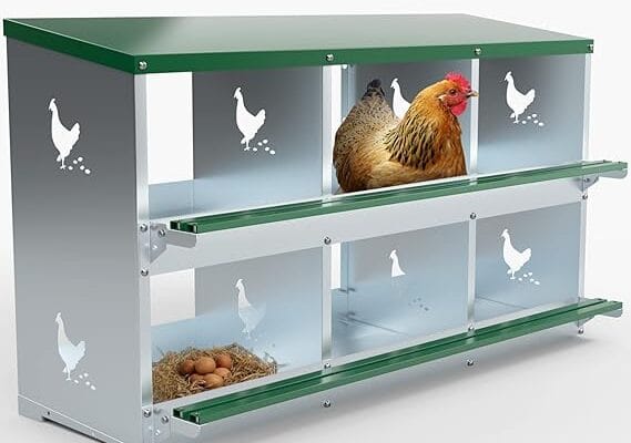 Cajas de metal pesado para la recolección de huevos de gallinas y aves de corral: Guía completa para avicultores Cajas de metal pesado para la recolección de huevos de gallinas y aves de corral: Guía completa para avicultores