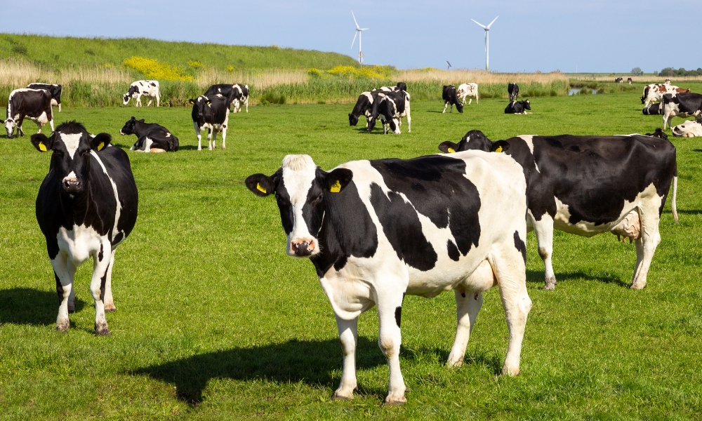 Monitoreo del ganado y animales de granja