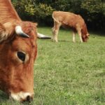 Cómo montar una granja de vacas: guía completa para principiantes