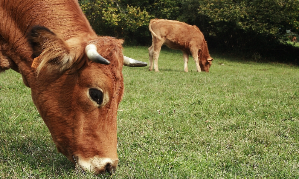 Cómo montar una granja de vacas: guía completa para principiantes