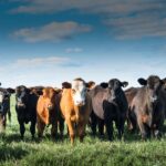¿Cuántas vacas necesito para que una granja sea rentable? Guía completa para empezar en la Ganadería