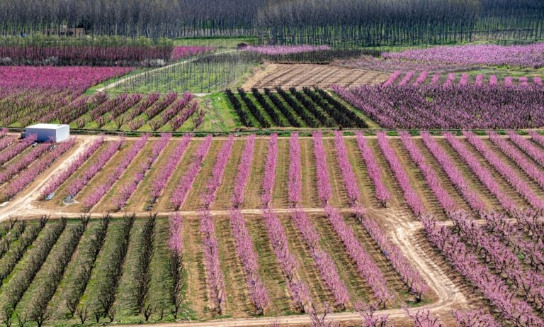 Calendario de Siembra en Invierno en España: Guía Completa para Cultivar en los Meses Fríos