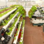 Producción de hortalizas de invierno en invernaderos: eficiencia, calidad y sostenibilidad