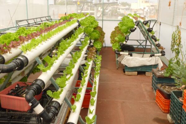 Producción de hortalizas de invierno en invernaderos: eficiencia, calidad y sostenibilidad