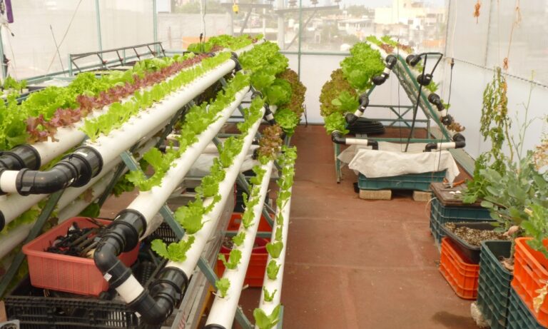 Producción de hortalizas de invierno en invernaderos: eficiencia, calidad y sostenibilidad