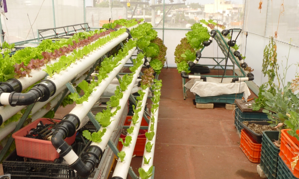 Producción de hortalizas de invierno en invernaderos: eficiencia, calidad y sostenibilidad