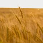 Semillas de Trigo de Invierno en España: Guía Completa para una Siembra Exitosa