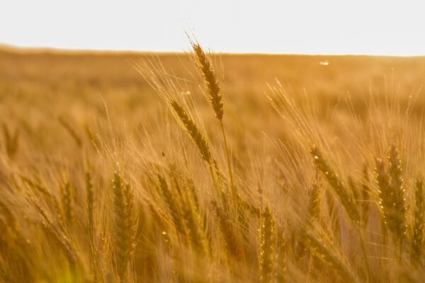 Semillas de Trigo de Invierno en España: Guía Completa para una Siembra Exitosa