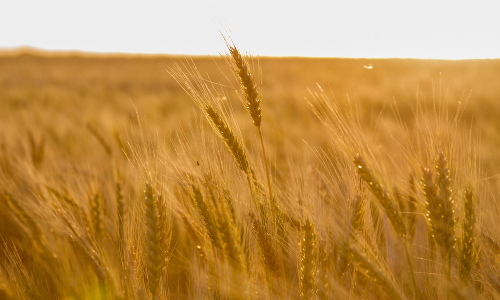 Semillas de Trigo de Invierno en España: Guía Completa para una Siembra Exitosa