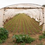 ¿Cuál es el mejor plástico para invernadero? Guía completa para elegir el ideal