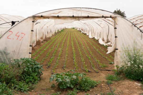 ¿Cuál es el mejor plástico para invernadero? Guía completa para elegir el ideal