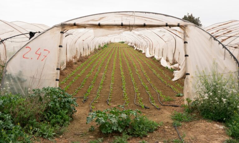 ¿Cuál es el mejor plástico para invernadero? Guía completa para elegir el ideal